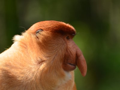 Proboscis Monkeys